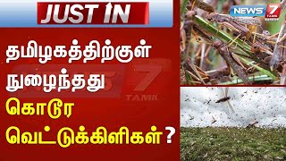 Justin : தமிழகத்திற்குள் நுழைந்தது கொடூர வெட்டுக்கிளிகள்? : Detailed Report