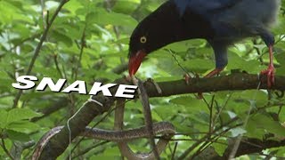 台灣藍鵲吃蛇 Taiwan Blue Magpie \u0026 Snake