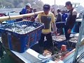 Kegiatan Aktifitas Pendaratan Ikan Di UPT Pelabuhan Perikanan Pantai Pondokdadap Sendangbiru Malang.