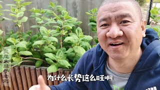 花箱里的绣球为什么这样旺？看老刘为绣球花配制大桶“营养液”