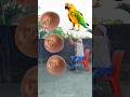 Rounding betelnuts to Duck, Peacock, Pigeon & Parrot - Birds names magic video