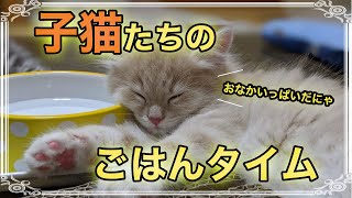 【猫カフェ 福岡】かわいい子猫ちゃん達の食事風景をゆる〜くご覧ください