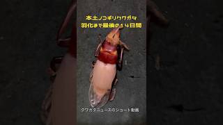 本土ノコギリクワガタ羽化まで最後の14日間