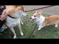 自分以外の犬に初めて遭遇する犬【コーギー犬まる】