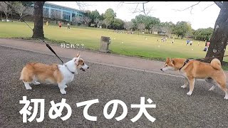 自分以外の犬に初めて遭遇する犬【コーギー犬まる】