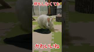 ただ存在しているだけでかわいいうさぎ