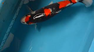 【松田養鯉場 Matsuda Koi farm】NZ-01 昭和三色 Showa 48cm