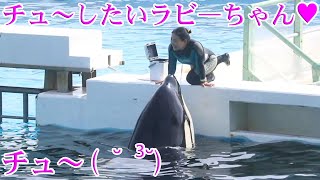 甘え上手なラビ―ちゃん可愛すぎ!(^^)! 鴨川シーワールド シャチ Kamogawa Sea World