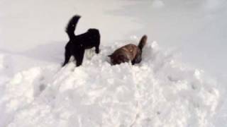 雪で遊ぶ甲斐犬