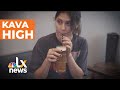 Kava, Is It Right For You? | LX News