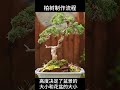 cypress production process learn composition cypress production is very simple. cypress bonsai