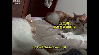 The kitten is puzzled.小猫咪 原来我是一个误会#搞笑 #搞笑段子 #搞笑视频