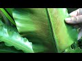 bird s nest ferns how to take care of and grow and asplenium varieties