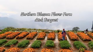 Flower Farm in Benguet | Tara sa North ! Benguet Tourist Spot