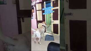 சேட்டை பண்ணா அம்மா சோறு தர மாட்டேன்னு சொல்லிட்டாங்க#dog #dogs #labrador #doglover #funny #dogshorts