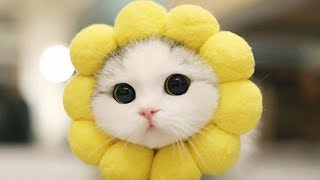猫かわいい すごくかわいい子猫 最も面白い猫の映画 181