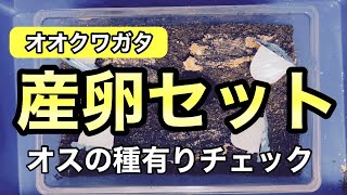 オオクワガタの産卵セットの組み方/お試し産卵/同居ペアリング/顎縛り/種有り確認