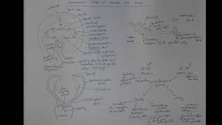 10_01 Indifferent stage of gonads and genital ducts