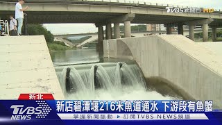 新北河川蛻變 新店溪「魚道」魚洄游碧潭堰｜TVBS新聞 @TVBSNEWS01