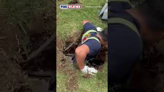 BIG RESCUE 🛟: Video Shows The Moment Dallas Fire-Rescue Heroically Rescued A 200-pound Dog