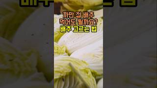 까만 점 배추 먹어도 될까요? 배추 고르는 법 #건강정보 #건강지식