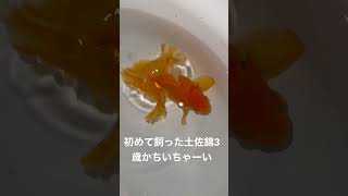 僕が初めて育てた土佐錦思い出の1匹〜ここから始まった~長生きしろよぉ〜😊