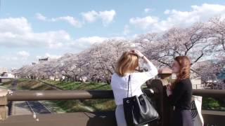 Cherry Blossoms in Fukui, Japan | Experience Fukui