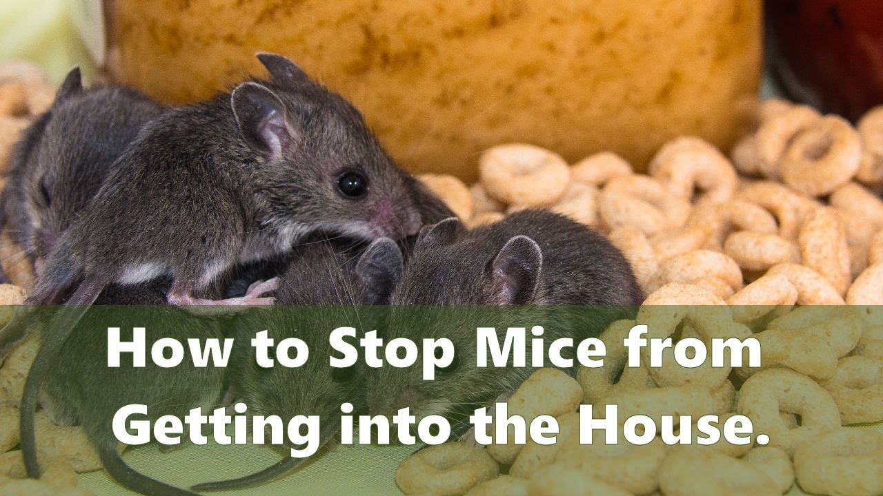 How To Get Rid Of Mice And How To Stop Mice From Getting Into Your Home ...