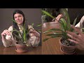 dracaena fragrans rikki houseplant care — 241 of 365