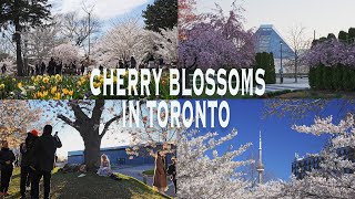 2024 Cherry Blossoms in Toronto | Cinematic 4K