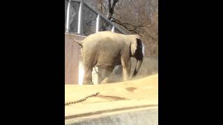 アマラちゃん＆ヴィドゥラくん 2016/01/10（多摩動物公園） Asian elephant “Vidula” \u0026 “Amara”   Tama Zoological Park