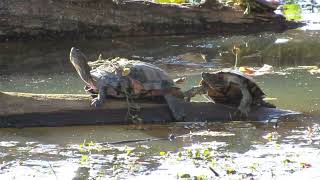 A Video Colab at John Heinz Wildlife Refuge