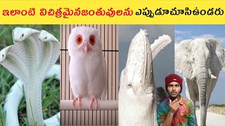 విచిత్రంగా ఉన్న కొన్ని జంతువులు#telugufacts #facts #unknownfacts @dileepkumarfactstelugu3553