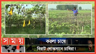 বিঘাতে ১৮ মণ করলা কম পাওয়ার শঙ্কা চাষিদের! | Jamalpur News | Bangladeshi Farmer | Somoy TV