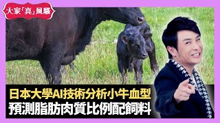 日本大學AI技術分析小牛血型 檢定脂肪肉質比例配飼料 新宿隱世海鮮鍋 - LIVE 大家真瘋Show 梁思浩 李思蓓 Mandy 20220902 4K