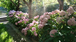 HOW TO GROW HYDRANGEAS IN CALIFORNIA - Pruning & Care, Selecting Varieties, Plant Combinations