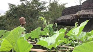 জাতিলাউ হেন্দালি How to Make Climber for Bottle Gourd Plant on Terrace