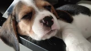 Beagle Snoopy Sleepy Head