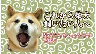 柴犬でんちゃん　雨ニモマケズ風ニモマケズがモットーです。