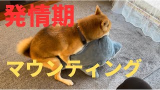 【マウンティング】【発情期】お散歩から帰ってきて真っ先にやる行動がこれです！