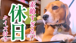 ビーグル犬とたのしい日曜日