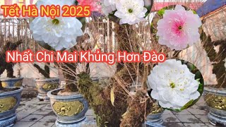 Choáng Tết Hà Nội 2025 -Nhất Chi Mai Có Thân Cây Khủng Nhất Việt Nam Thân To Hơn Thân Đào