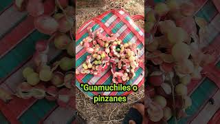 Guamuchiles o Pinzanes #comida  #nayarit #guamuchil  #automobile #senderismo #viajes