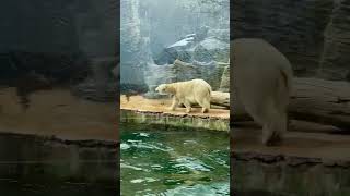 Polar bear walk, Prague Zoo, Czech Republic #shorts #travel