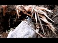 sädesärla putsar fjädrarna hd white wagtail is grooming