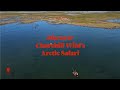 Discover Churchill Wild's Arctic Safari