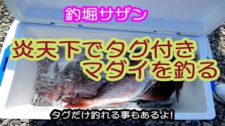 みんなで楽しく海上釣堀　　真夏の釣堀サザン　タグ付き鯛を狙う