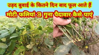 उड़द बुवाई के कितने दिन बाद फूल आते हैं|urad me कैसे ले 3 guna पैदावार |When do flowers come in urad