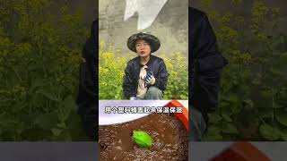 香蕉插在茄子上，居然在家长出了香蕉树，今天把方法教给你！ #种植小技巧 #农业种植技术  #学种菜