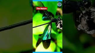 Splendour of nature|dragonfly| damsemfly| beautiful world sri lanka සොබාදහමේ අසිරිය| #short #shorts